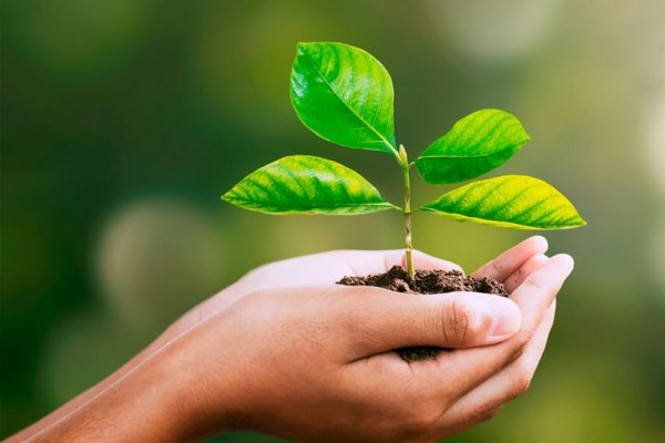 Junho Verde: Grupo A4 lança projeto para conscientização da preservação ambient